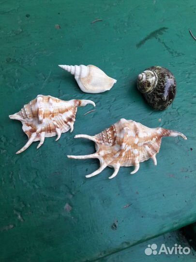 Ракушки морские (150 за все)