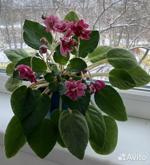 Фиалка узамбарская