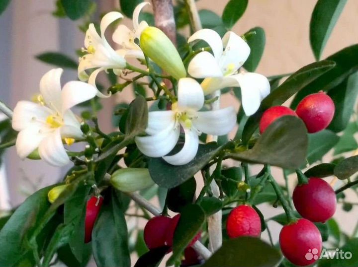 Мурайя императорская