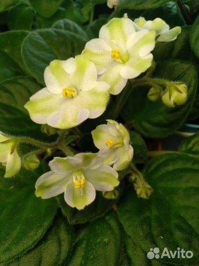 Сортовые фиалки,детки,листья