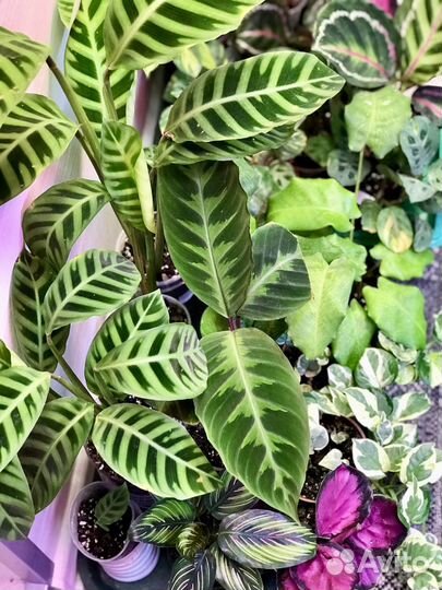 Калатея Орбифолия и Зебрина