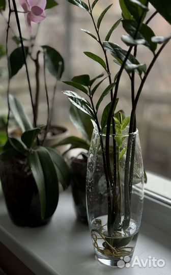 Замиокулькас черенки