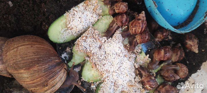 Улитки Ахатины