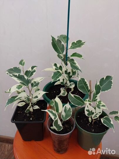 Комнатные растения, цветы строманта, фикусы, крот