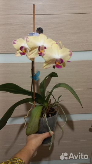 Орхидея фаленопсис