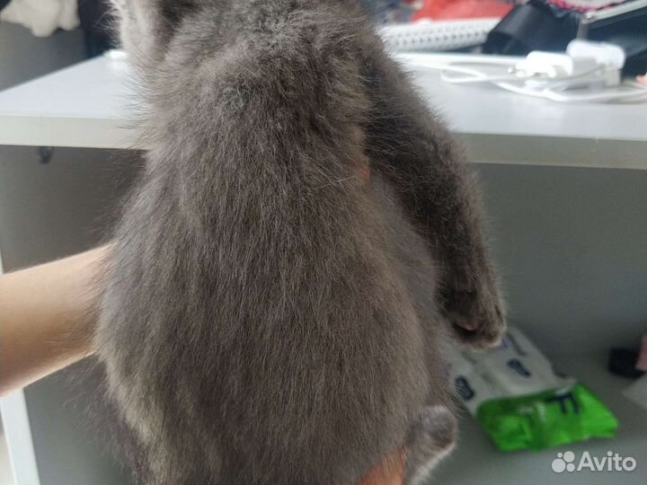 Кошка британка