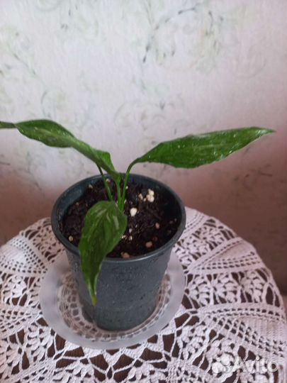 Спатифиллум домино