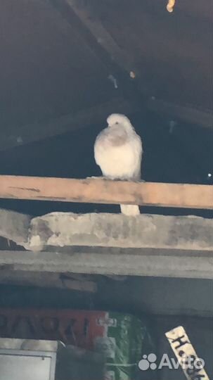 Голубь