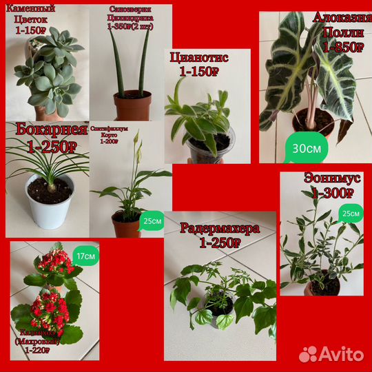 Комнатные цветы