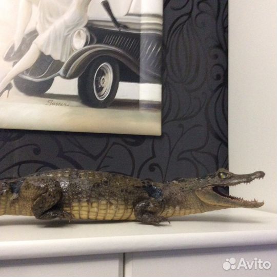 Чучело живого крокодила