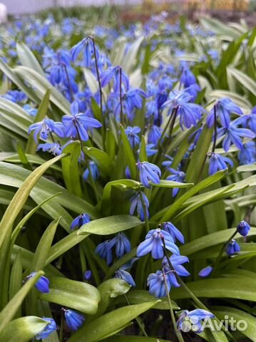 Мускари, Подснежники, Незабудки