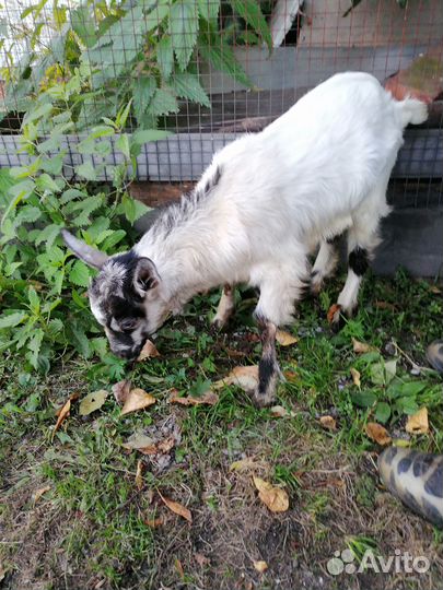 Продаю козлят