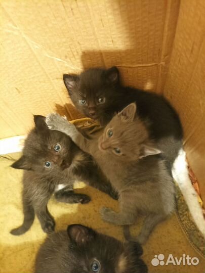 Кошка в дар