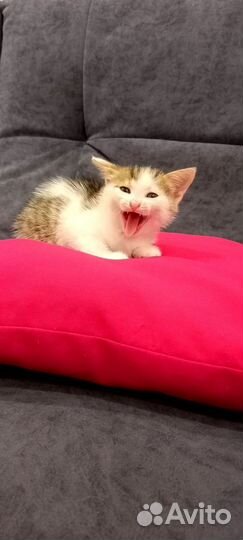 Котенок