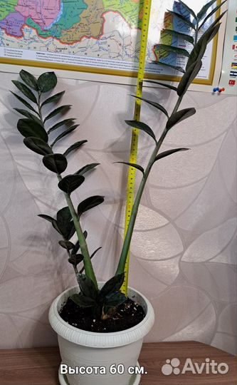 Замиокулькас черный Равен