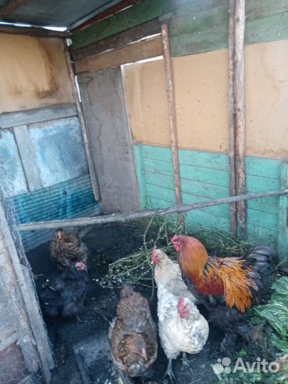 Куры петухи