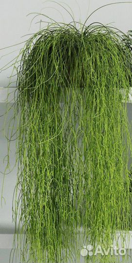 Рипсалис пустоплодный