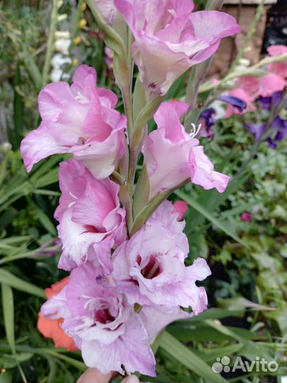 Гладиолусы луковицы