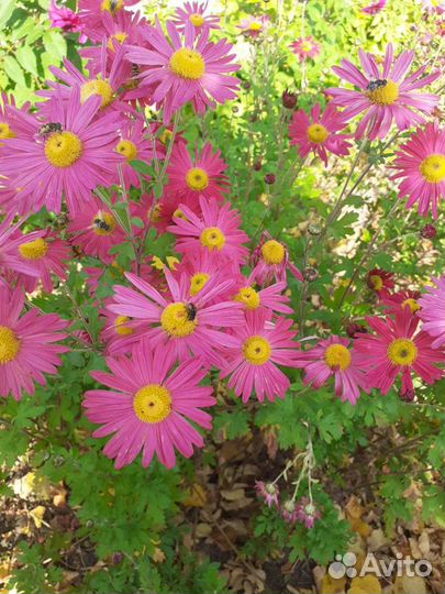 Хризантемы