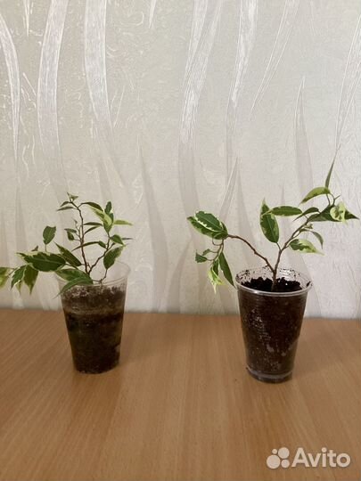 Фикус бенджамина пестролистный