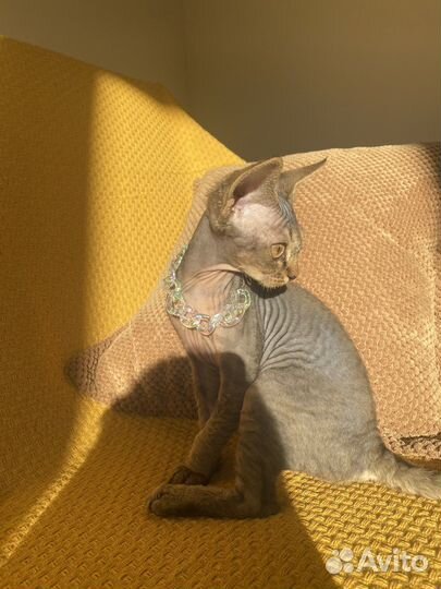 Котята девон-рекс