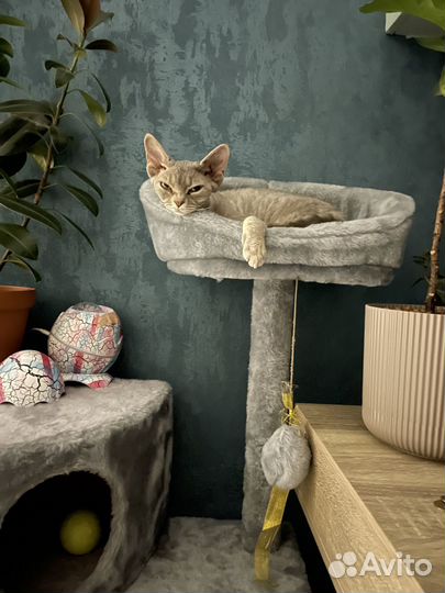 Девон-рекс кошка