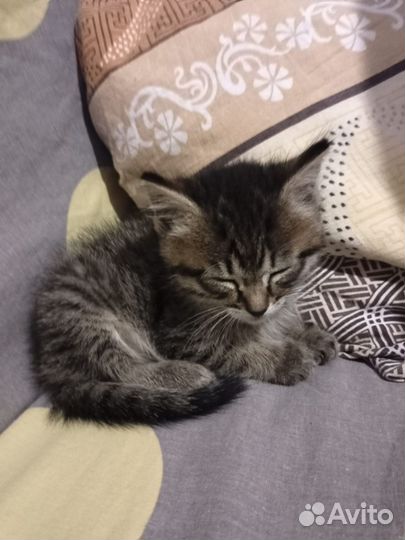 Котенок в дар бесплатно