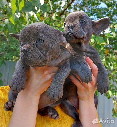 Голубые француженки