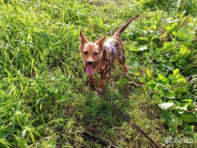 Метис тоя в дар