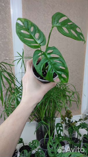 Монстера Манки Маск. Monstera Monkey Mask