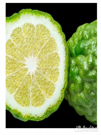 Yodeyma Парфюмерная женская вода tendenze 100 мл