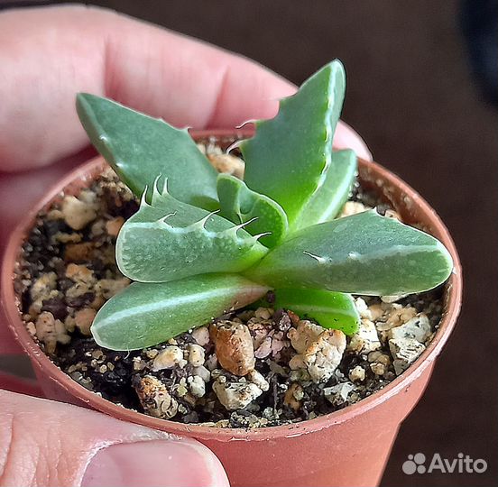 Суккуленты комнатные