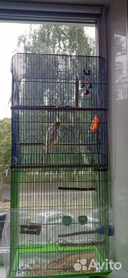 Попугай корелла с клеткой