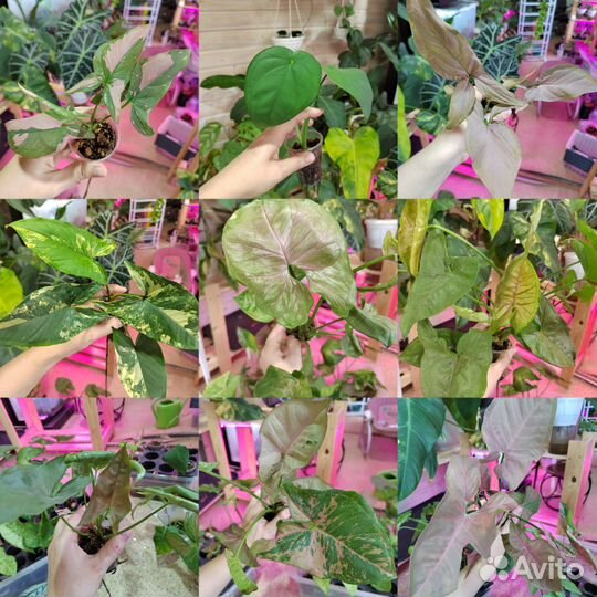 Сингониум разные сорта