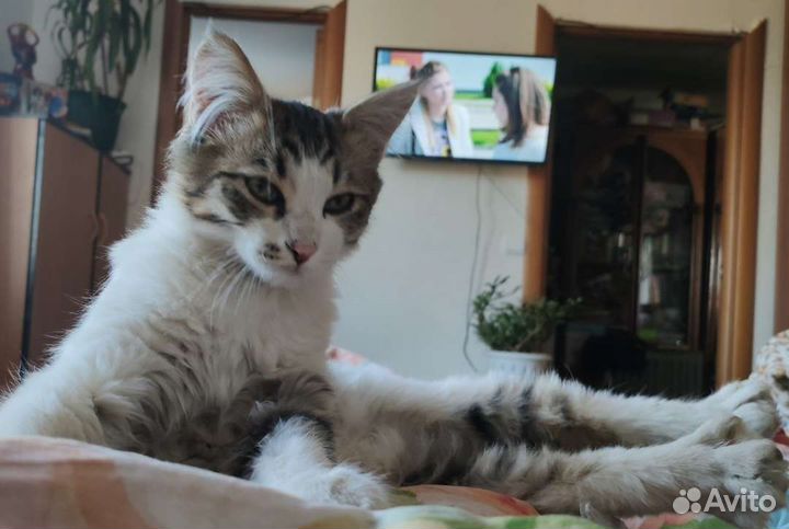 Кошки бесплатно