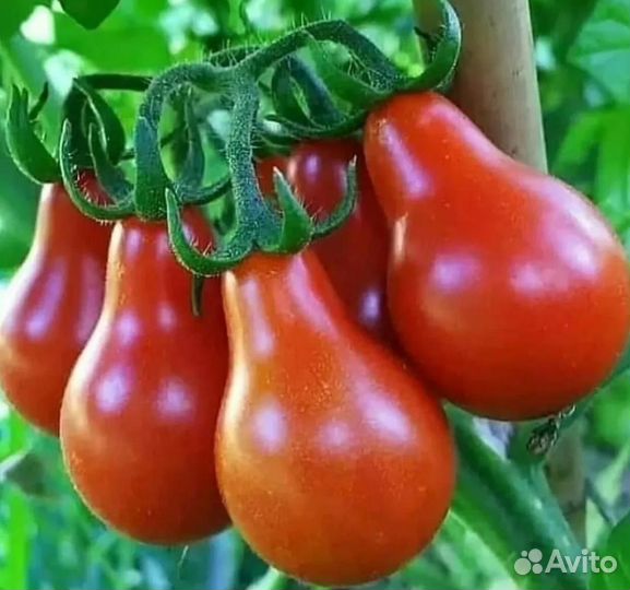 Томат Матрёшка семена