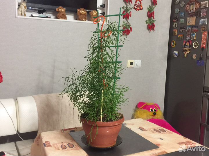 Рипсалис хатиора