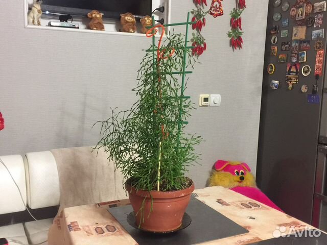 Рипсалис хатиора