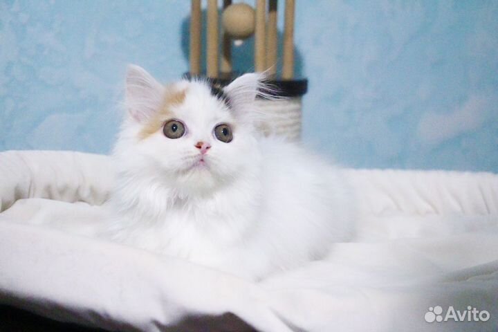 Берегите свои мимиметры