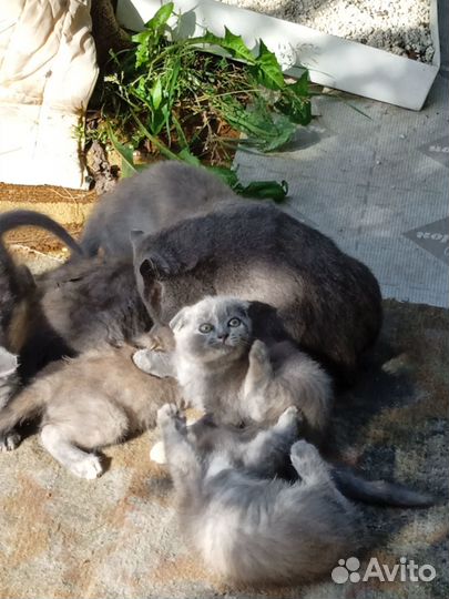 Продам британских котят