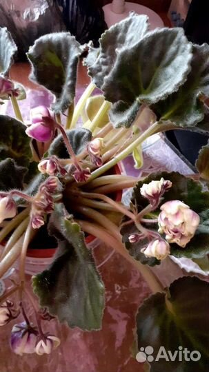 Сортовые фиалки