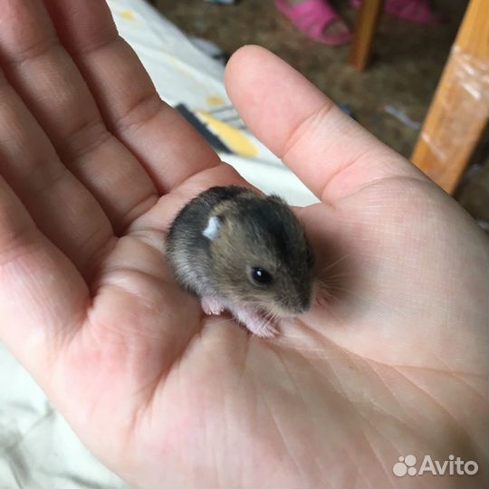 Передержка животных