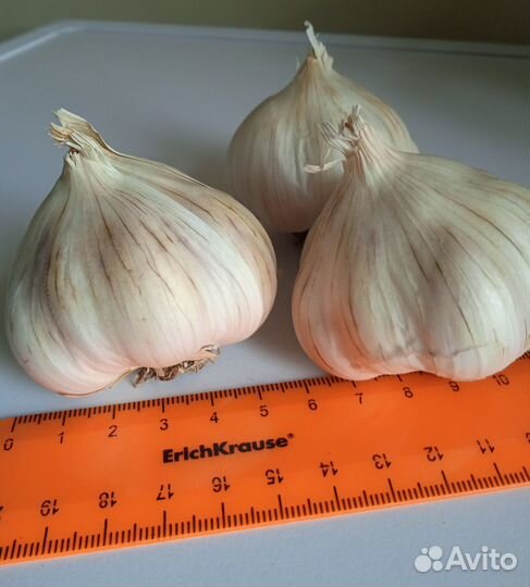 Чеснок на посадку и еду. Домашний, яровой