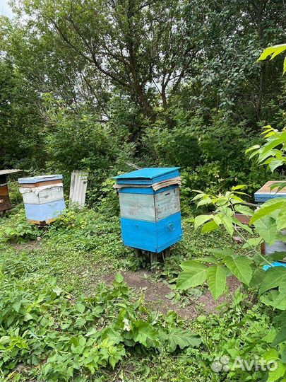Улей с пчелами продаются