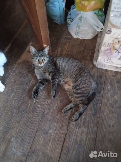 Отдам бесплатно в добрые руки