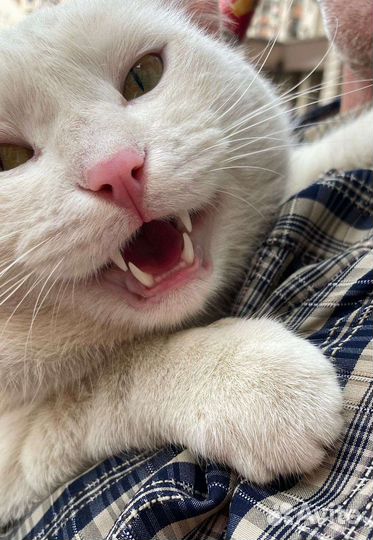 Белый, очень красивый кот был брошен хозяйкой