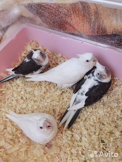 Птенцы кореллы выкормыши бронирование