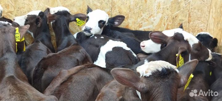 Телята с доставкой до двора за наш счёт