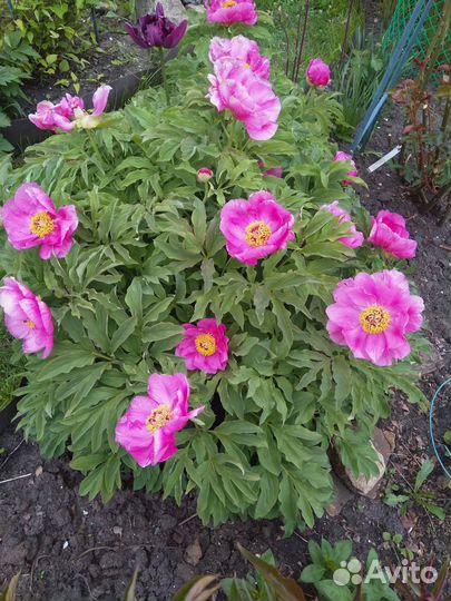 Кувшинки, хосты