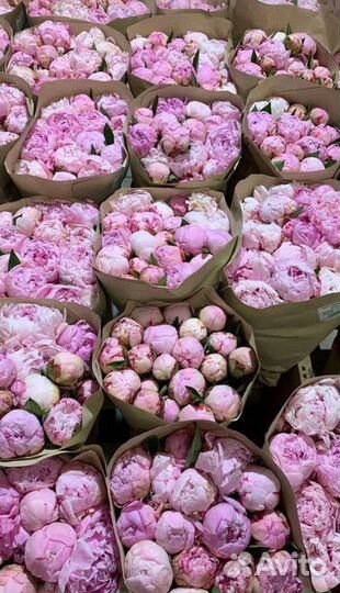 Пионы оптом